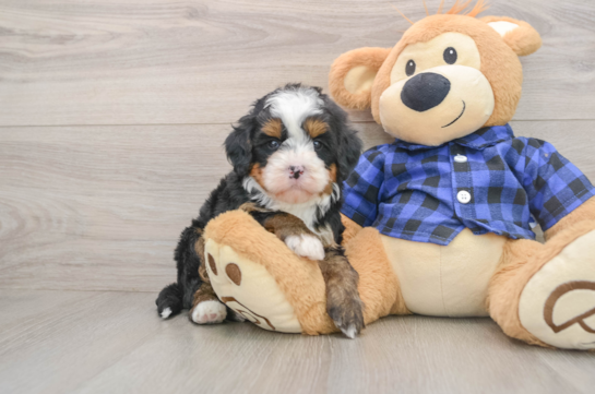 Cute Mini Bernedoodle Baby