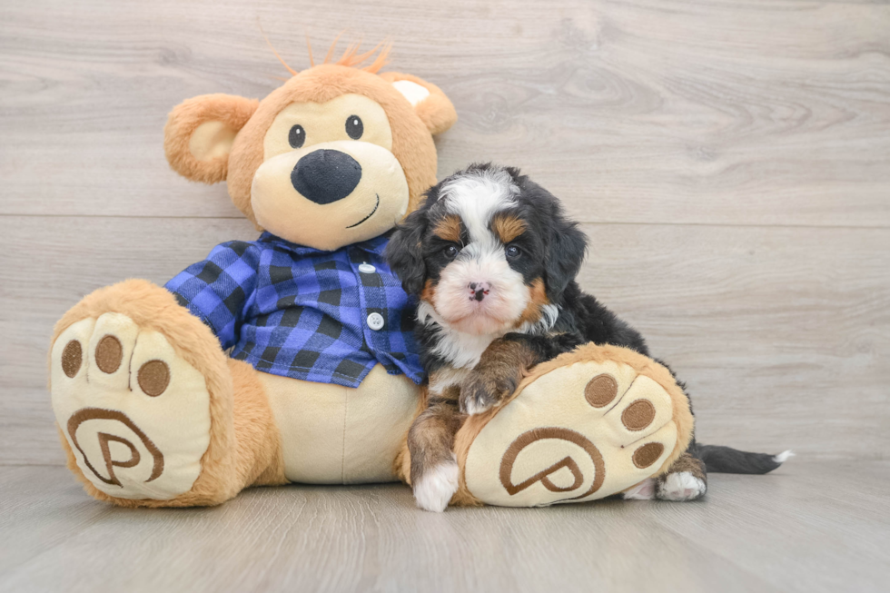 Cute Mini Bernedoodle Baby