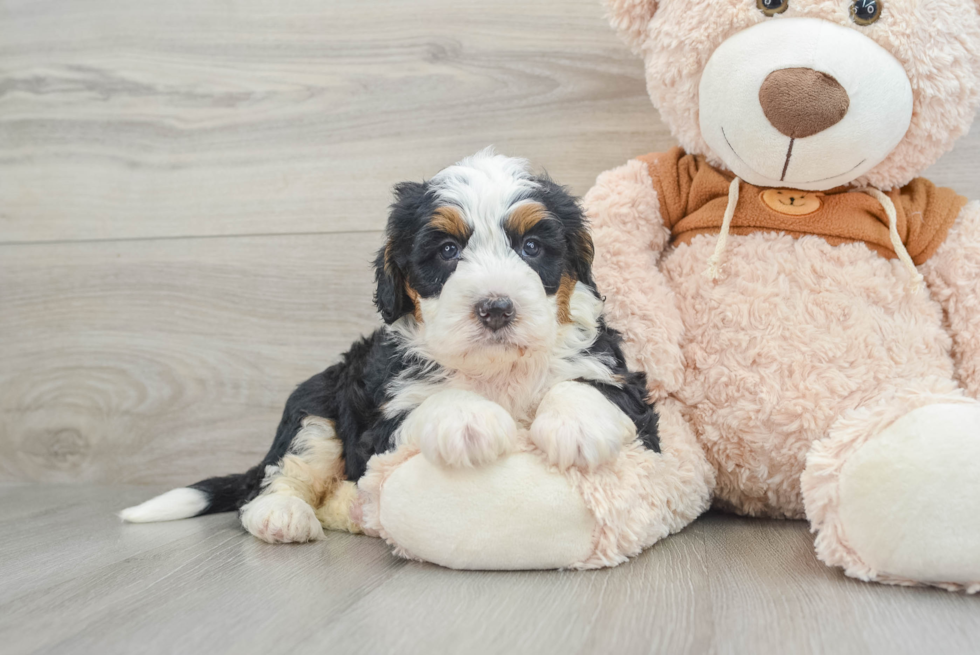 Smart Mini Bernedoodle Poodle Mix Pup