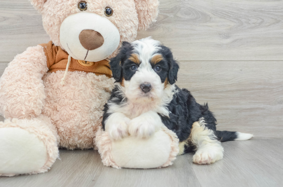 5 week old Mini Bernedoodle Puppy For Sale - Pilesgrove Pups