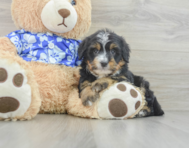 7 week old Mini Bernedoodle Puppy For Sale - Pilesgrove Pups