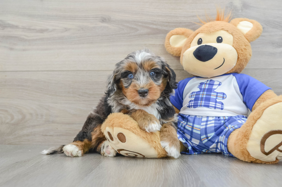 7 week old Mini Bernedoodle Puppy For Sale - Pilesgrove Pups