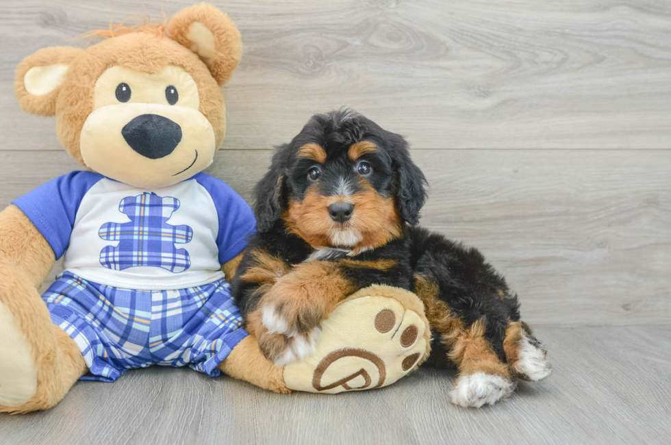 6 week old Mini Bernedoodle Puppy For Sale - Pilesgrove Pups