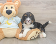 6 week old Mini Bernedoodle Puppy For Sale - Pilesgrove Pups