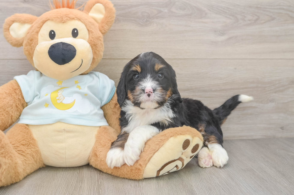 5 week old Mini Bernedoodle Puppy For Sale - Pilesgrove Pups