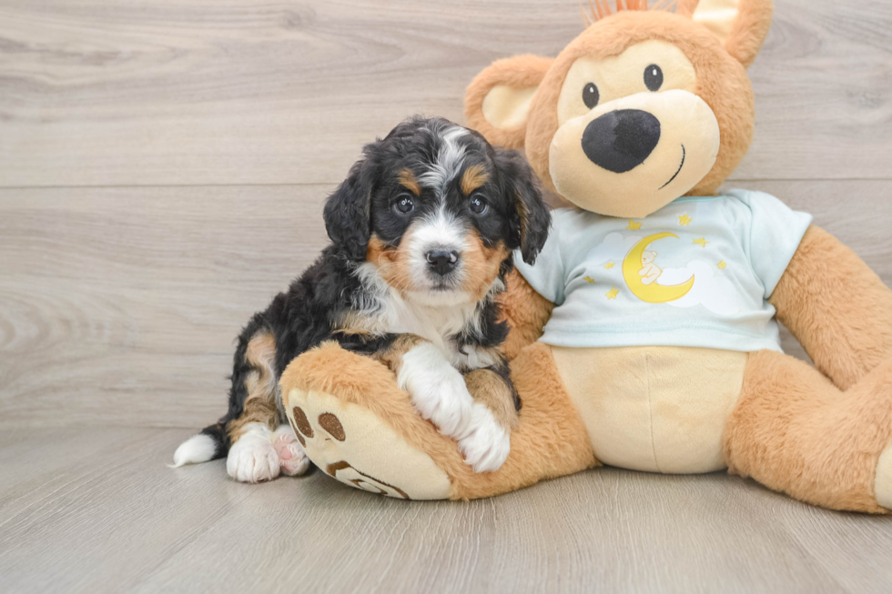 Mini Bernedoodle Puppy for Adoption