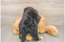 Friendly Mini Bernedoodle Baby