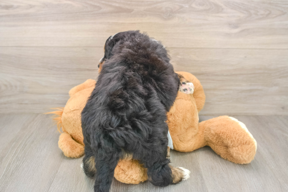 Friendly Mini Bernedoodle Baby