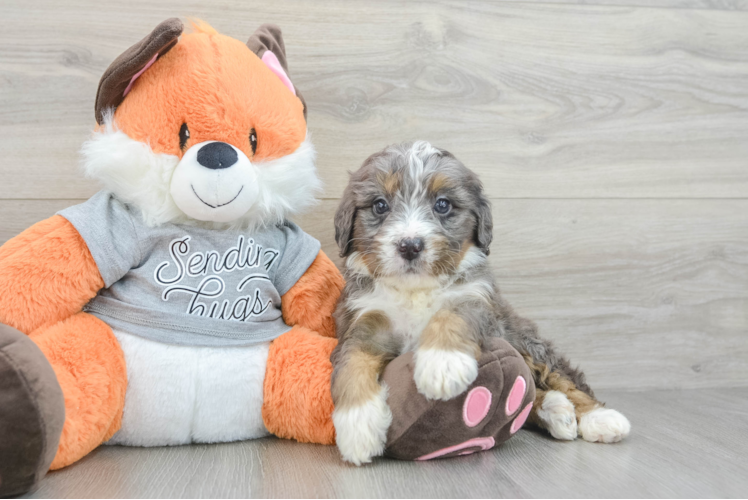 Cute Mini Bernedoodle Baby
