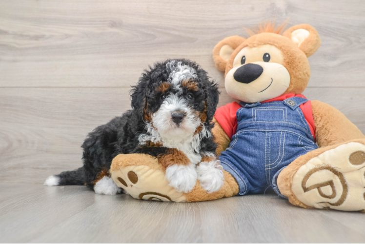 Hypoallergenic Mini Bernese Poodle Poodle Mix Puppy