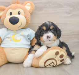 6 week old Mini Bernedoodle Puppy For Sale - Pilesgrove Pups