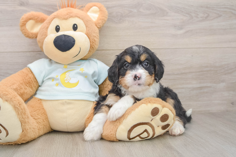 Mini Bernedoodle Puppy for Adoption