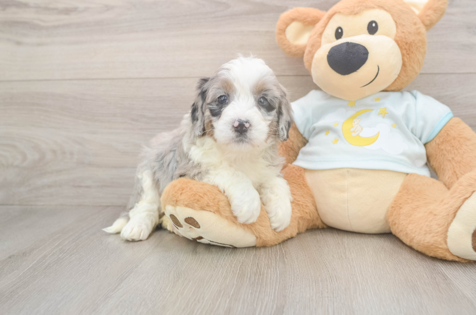 5 week old Mini Bernedoodle Puppy For Sale - Pilesgrove Pups