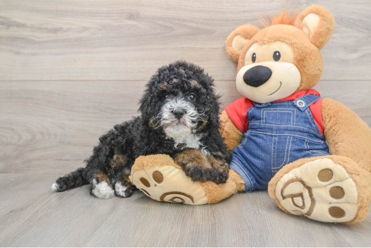 Mini Bernedoodle Pup Being Cute