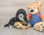 8 week old Mini Bernedoodle Puppy For Sale - Pilesgrove Pups