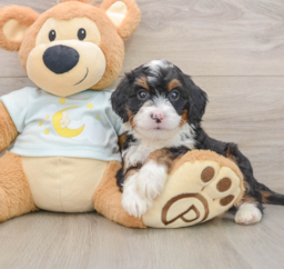7 week old Mini Bernedoodle Puppy For Sale - Pilesgrove Pups