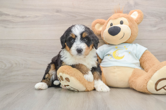 Mini Bernedoodle Puppy for Adoption