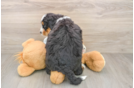 Fluffy Mini Bernedoodle Poodle Mix Pup