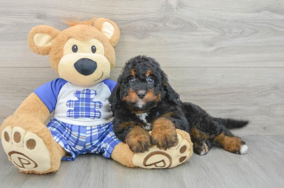 6 week old Mini Bernedoodle Puppy For Sale - Pilesgrove Pups