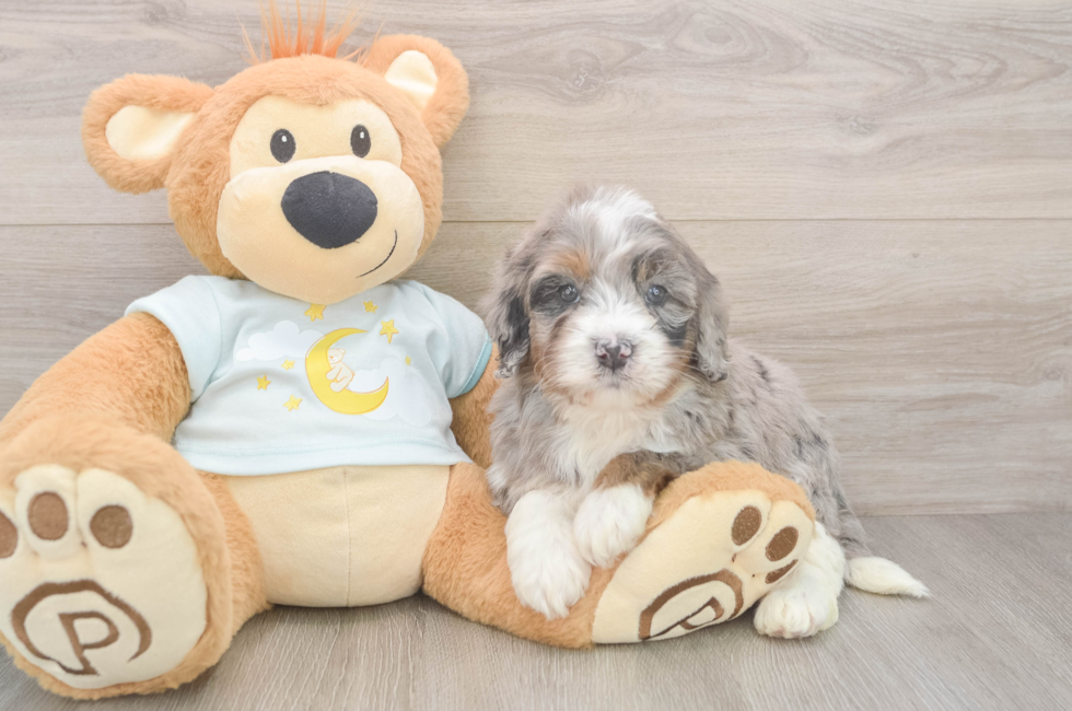 5 week old Mini Bernedoodle Puppy For Sale - Pilesgrove Pups