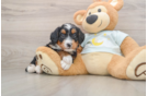 Mini Bernedoodle Puppy for Adoption