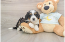 Hypoallergenic Mini Bernese Poodle Poodle Mix Puppy