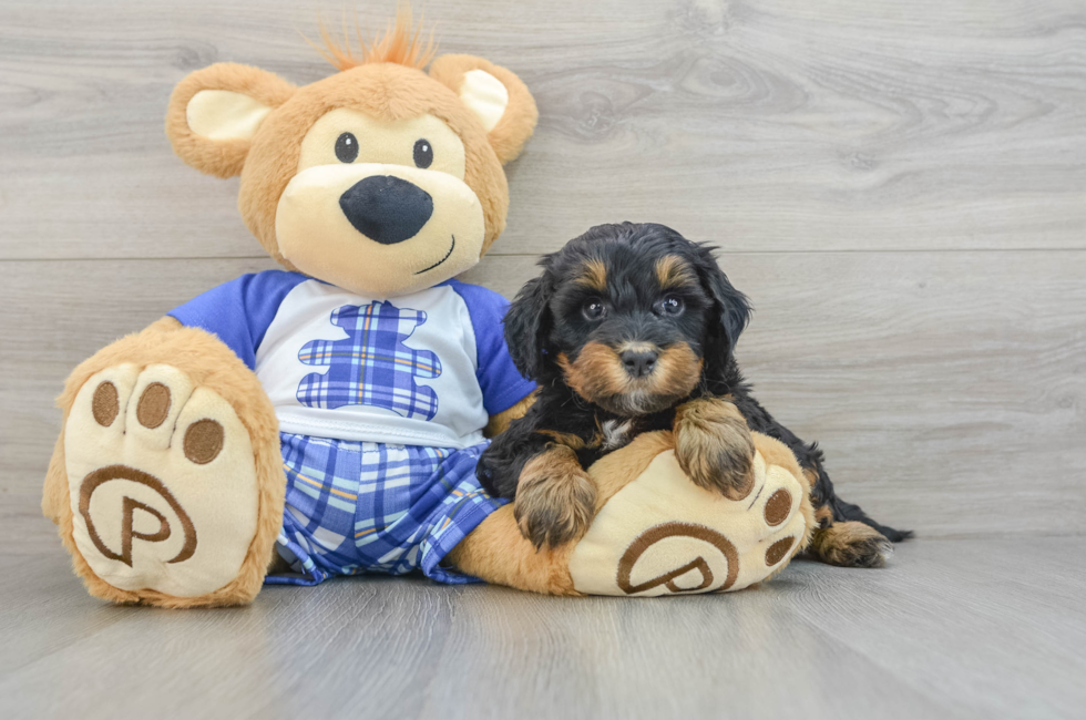 7 week old Mini Bernedoodle Puppy For Sale - Pilesgrove Pups