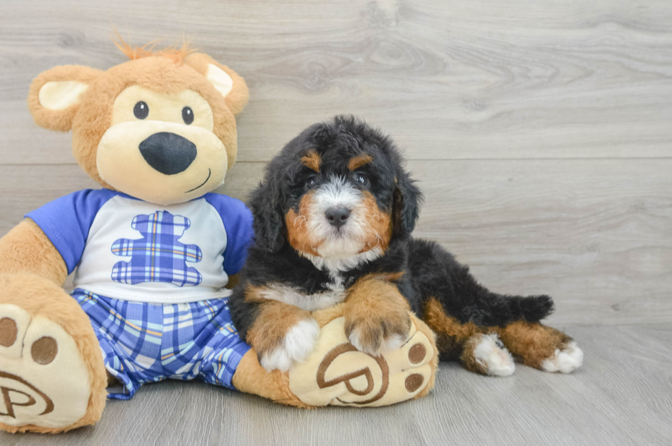 6 week old Mini Bernedoodle Puppy For Sale - Pilesgrove Pups