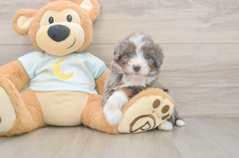 5 week old Mini Bernedoodle Puppy For Sale - Pilesgrove Pups
