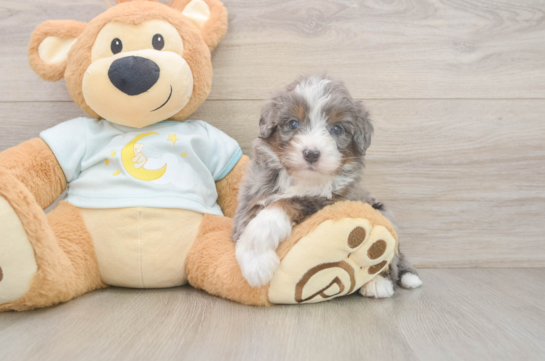 Popular Mini Bernedoodle Poodle Mix Pup