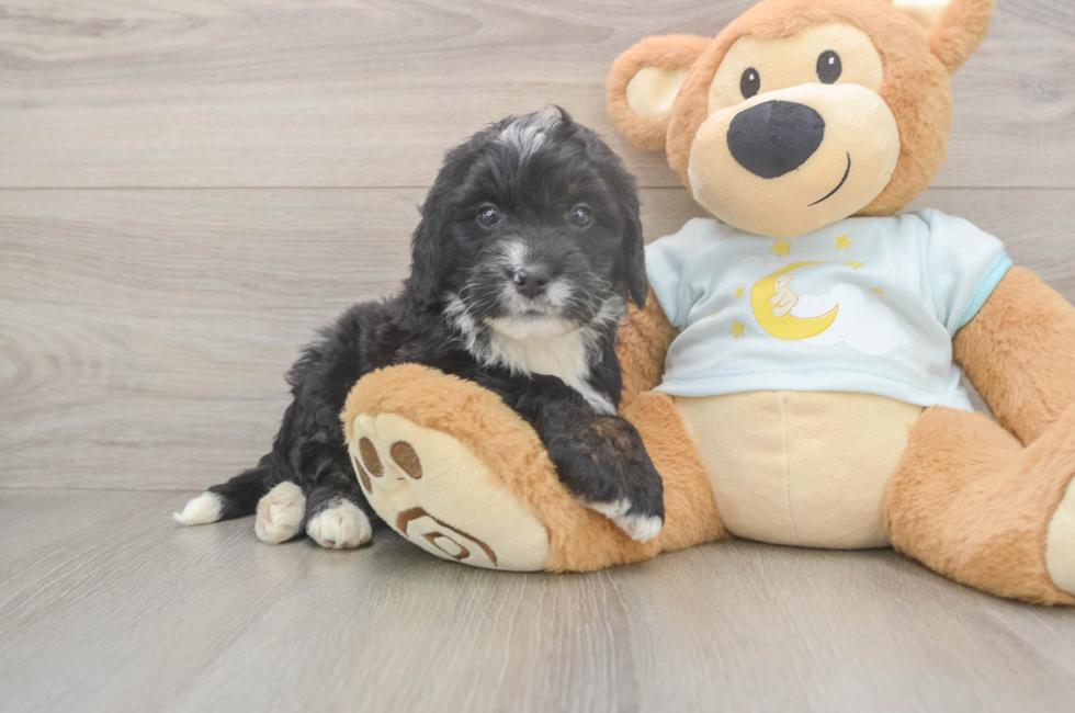 5 week old Mini Bernedoodle Puppy For Sale - Pilesgrove Pups