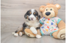 Funny Mini Bernedoodle Poodle Mix Pup