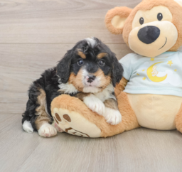 6 week old Mini Bernedoodle Puppy For Sale - Pilesgrove Pups