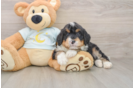 Playful Mini Bernese Poodle Poodle Mix Puppy