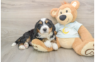 Mini Bernedoodle Puppy for Adoption