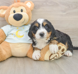 5 week old Mini Bernedoodle Puppy For Sale - Pilesgrove Pups