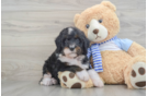 Mini Bernedoodle Puppy for Adoption