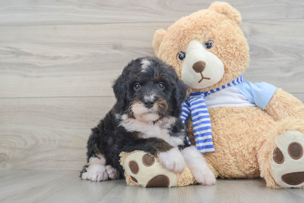 Mini Bernedoodle Puppy for Adoption