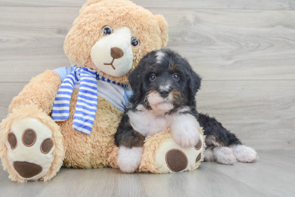 Little Mini Bernesedoodle Poodle Mix Puppy