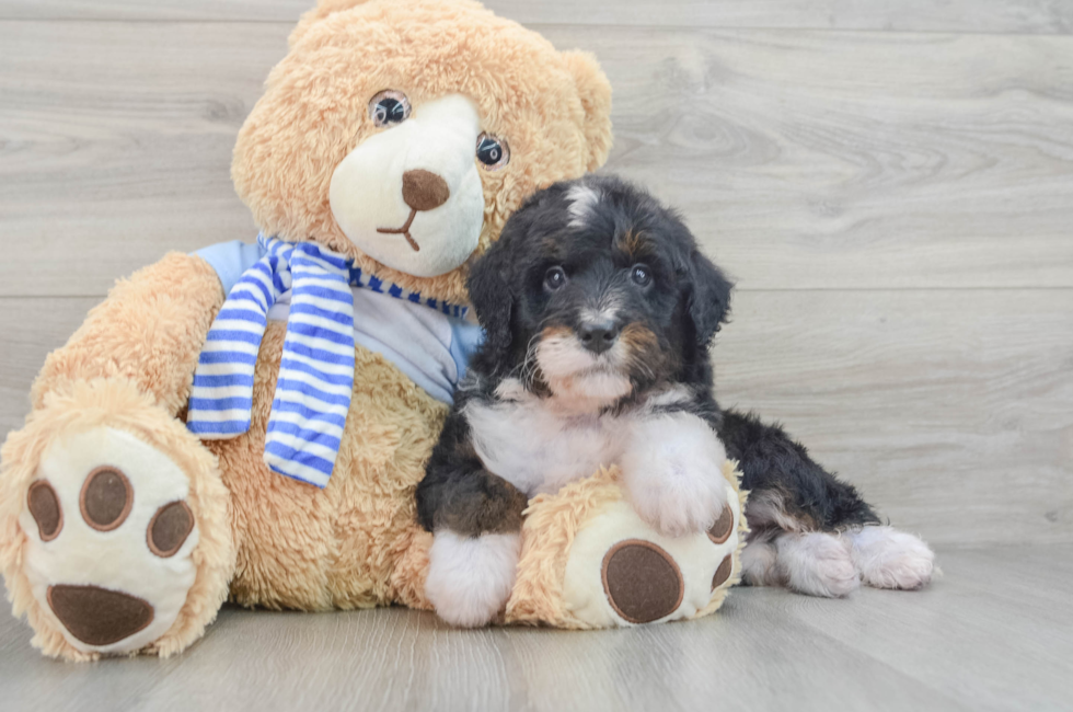 6 week old Mini Bernedoodle Puppy For Sale - Pilesgrove Pups