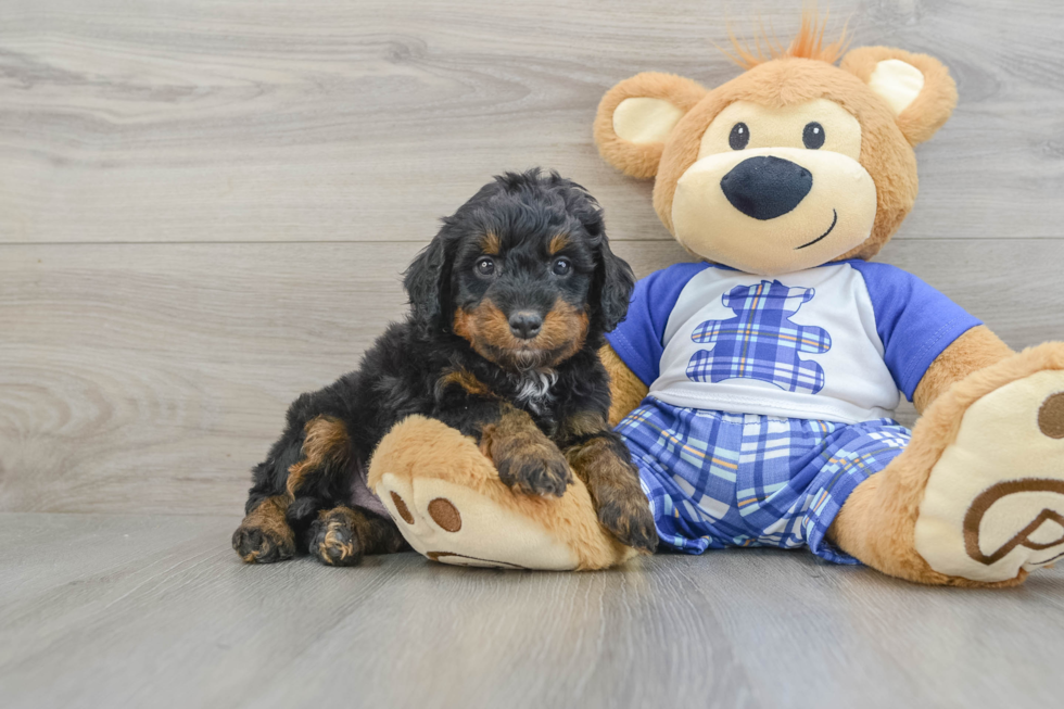 Fluffy Mini Bernedoodle Poodle Mix Pup