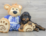 8 week old Mini Bernedoodle Puppy For Sale - Pilesgrove Pups