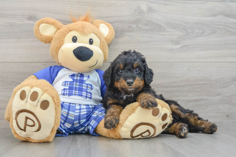 7 week old Mini Bernedoodle Puppy For Sale - Pilesgrove Pups