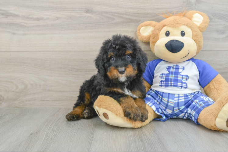 Mini Bernedoodle Pup Being Cute