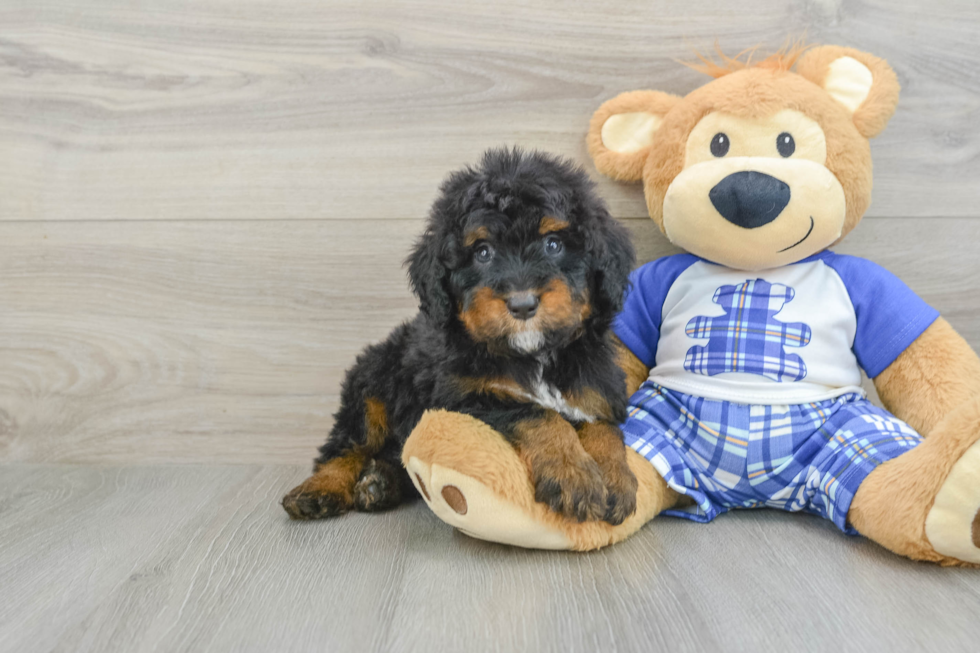 Mini Bernedoodle Pup Being Cute