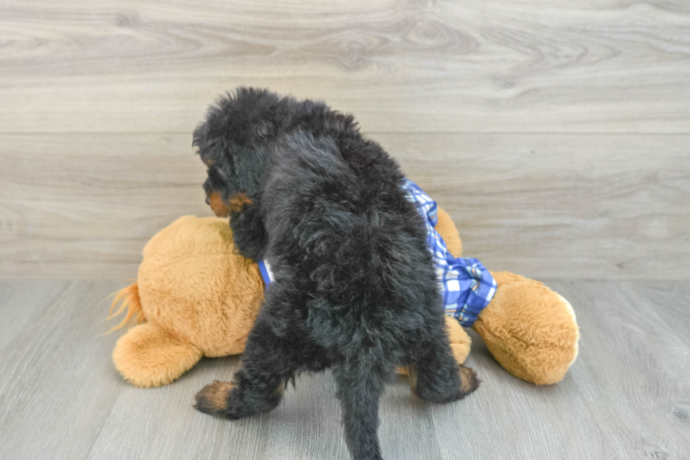 Adorable Mini Berniedoodle Poodle Mix Puppy
