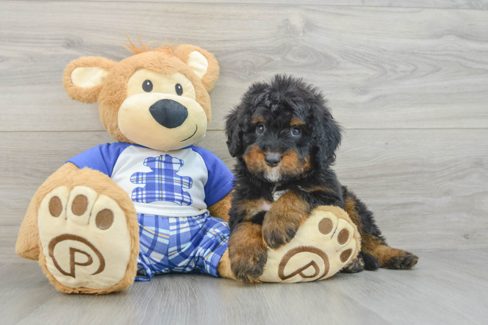 Popular Mini Bernedoodle Poodle Mix Pup