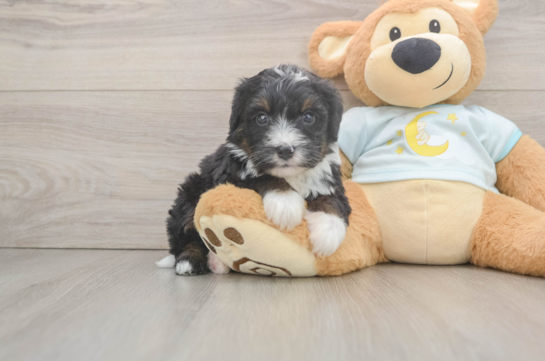 Adorable Mini Berniedoodle Poodle Mix Puppy