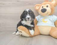 6 week old Mini Bernedoodle Puppy For Sale - Pilesgrove Pups