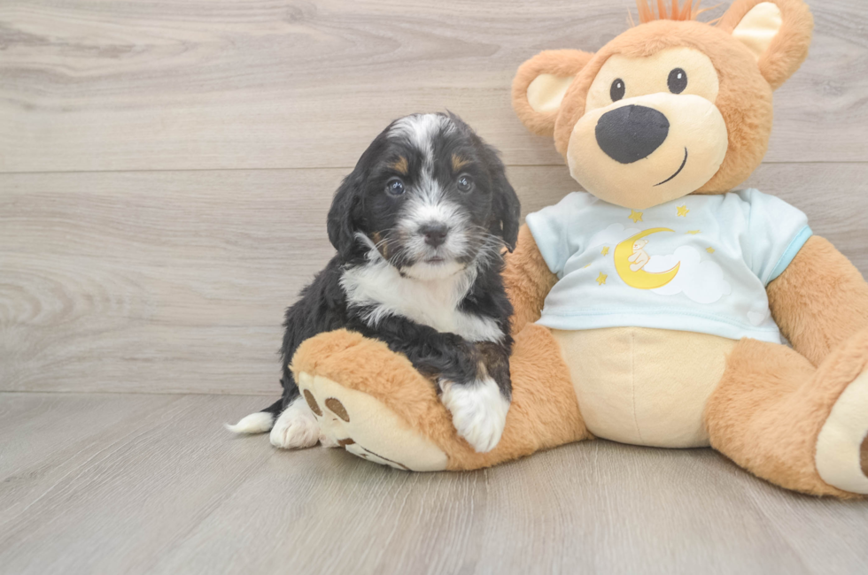 5 week old Mini Bernedoodle Puppy For Sale - Pilesgrove Pups